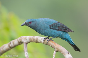 Asian Fairy-bluebird-171023-105ND500-FYP_0415-W.jpg